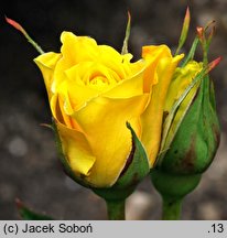 Rosa hort. Friesia