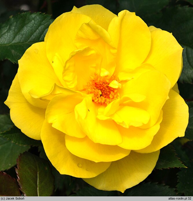 Rosa hort. Fresia