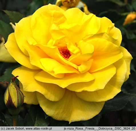 Rosa hort. Friesia