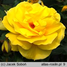 Rosa Fresia