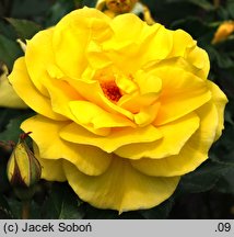 Rosa hort. Friesia