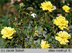Rosa hort. Friesia