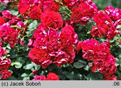 Rosa hort. Gefylt