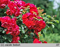 Rosa hort. Gefylt