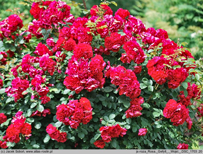 Rosa hort. Gefylt