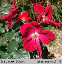 Rosa hort. Home Run