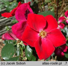 Rosa hort. Home Run
