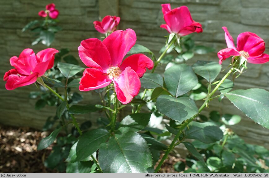 Rosa hort. Home Run
