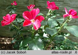 Rosa hort. Home Run