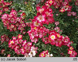 Rosa hort. HORcoexist