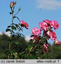 Rosa hort. Händel