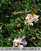 Rosa hort. Heideröslein