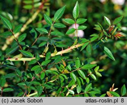 Rosa hort. Heideröslein