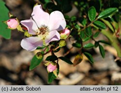 Rosa hort. Heideröslein