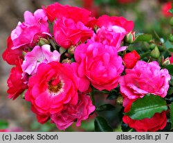 Rosa hort. Heidetraum
