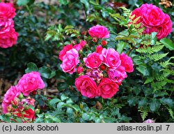 Rosa hort. Heidetraum