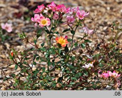Rosa hort. INTERhappy