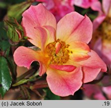 Rosa hort. INTERhappy