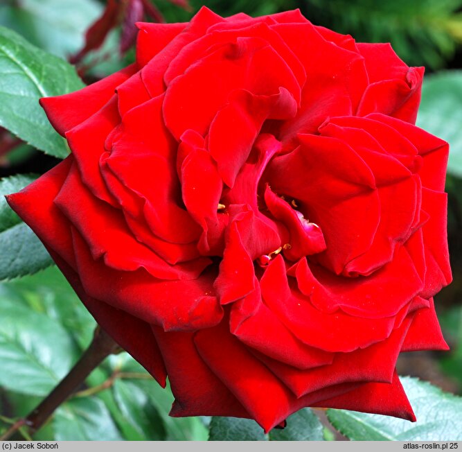 Rosa hort. Ingrid Bergman
