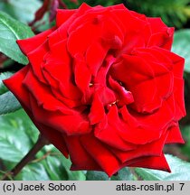 Rosa hort. Ingrid Bergman