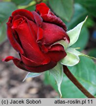 Rosa hort. Ingrid Bergman