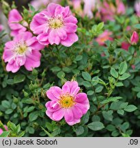 Rosa hort. Intropi