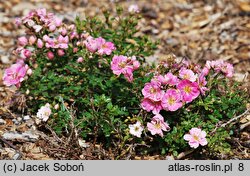 Rosa hort. Intropi