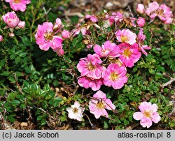 Rosa hort. Intropi