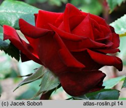 Rosa hort. Irena