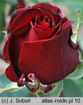 Rosa hort. Irena