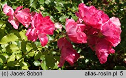 Rosa hort. Jarocin