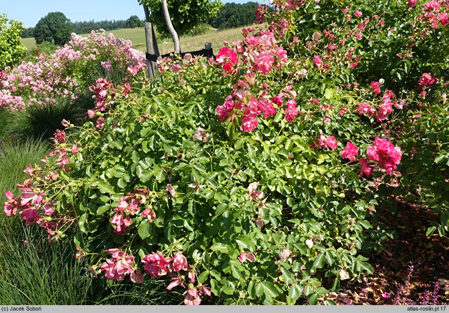 Rosa hort. Jarocin