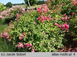 Rosa hort. Jarocin