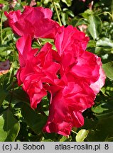 Rosa hort. Jarocin
