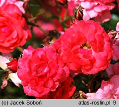 Rosa hort. Kormuse