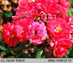 Rosa hort. Kormuse