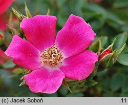 Rosa hort. Tommelise