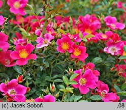 Rosa hort. Tommelise