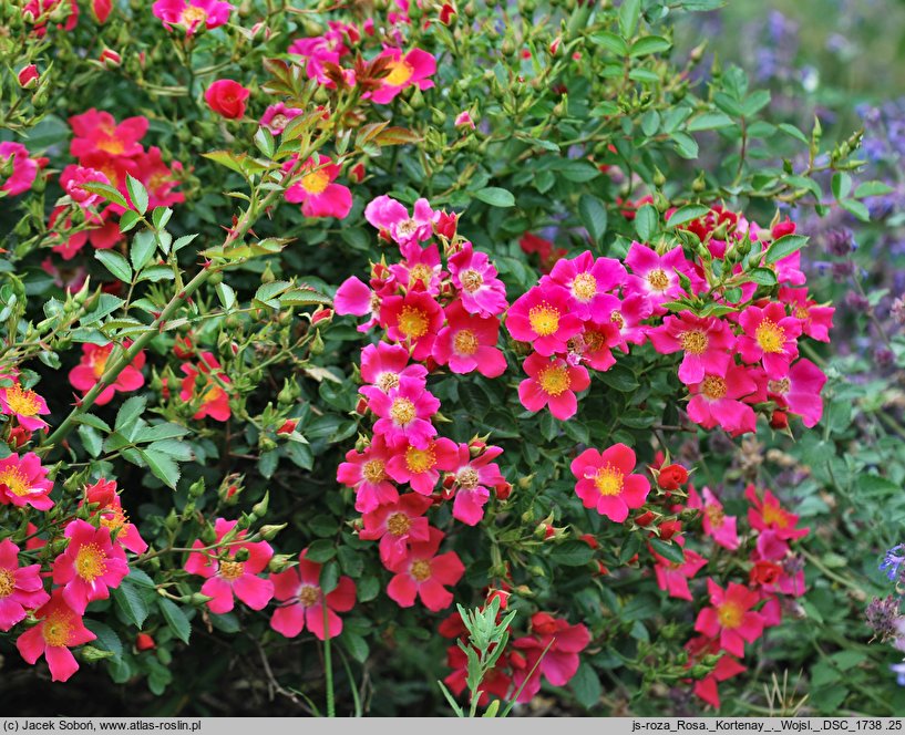 Rosa hort. Tommelise
