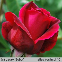 Rosa hort. Mister Lincoln