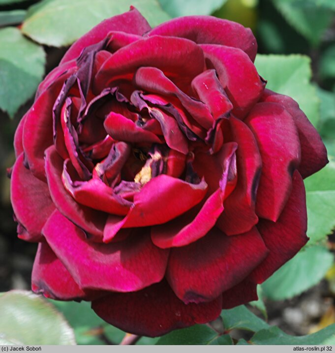 Rosa hort. Mister Lincoln