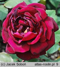 Rosa hort. Mister Lincoln