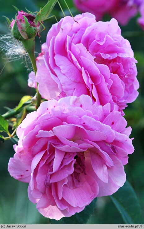 Rosa hort. Louise Odier