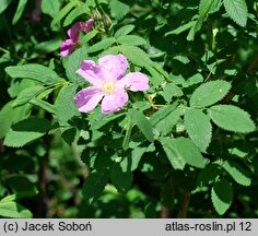 Rosa Maria Magdalena