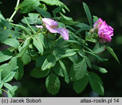 Rosa Maria Magdalena