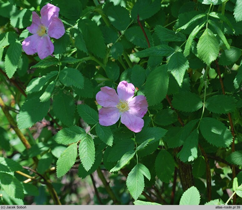Rosa hort. Maria Magdalena