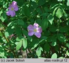 Rosa Maria Magdalena