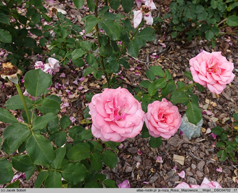 Rosa hort. Mazowsze