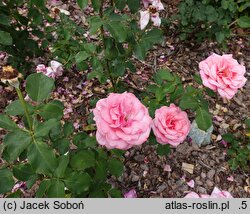 Rosa hort. Mazowsze