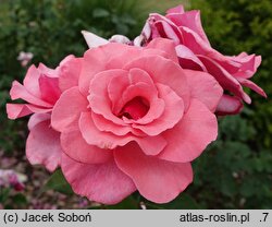 Rosa hort. Mazowsze